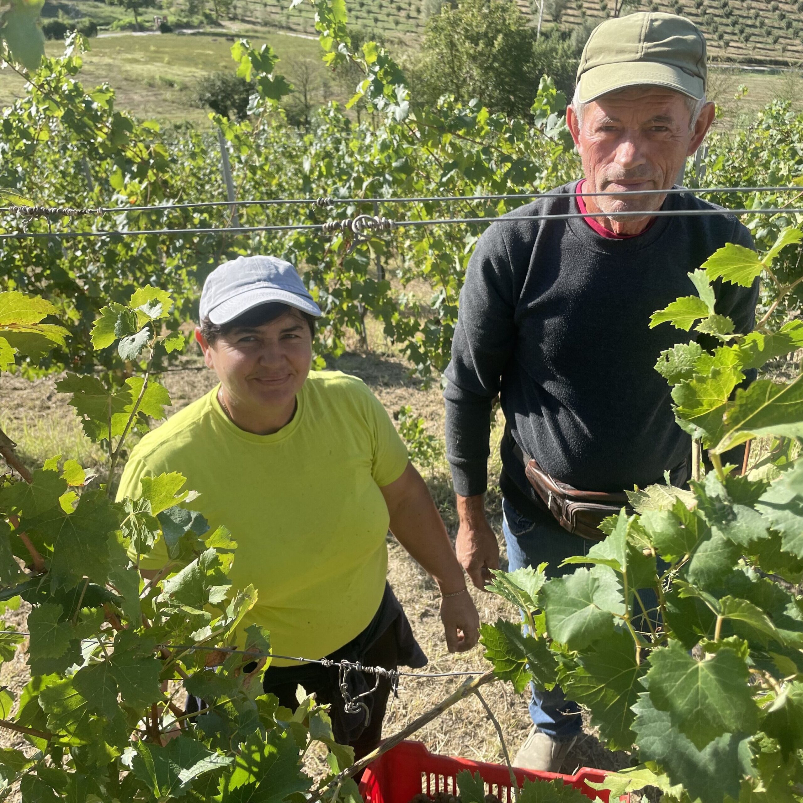 It s Harvest Time At Cantine Povero Cantine Povero It s Harvest Time At Cantine Povero Cantine Povero