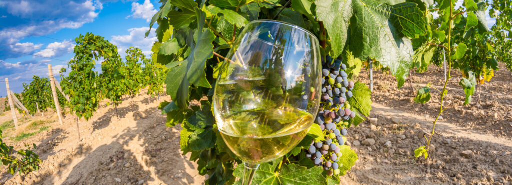 Idea regalo originale visita in cantina con degustazione vini