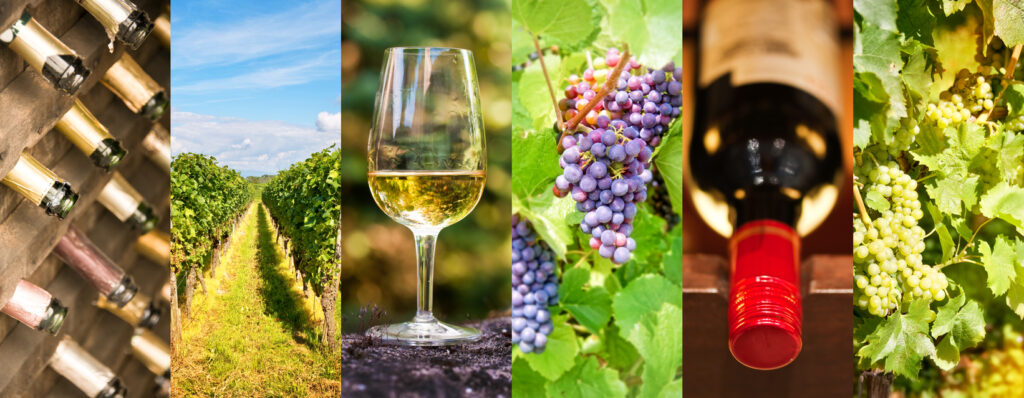 Visita in Cantina nel Monferrato e Roero UnEsperienza Autentica tra Vigne e Tradizione