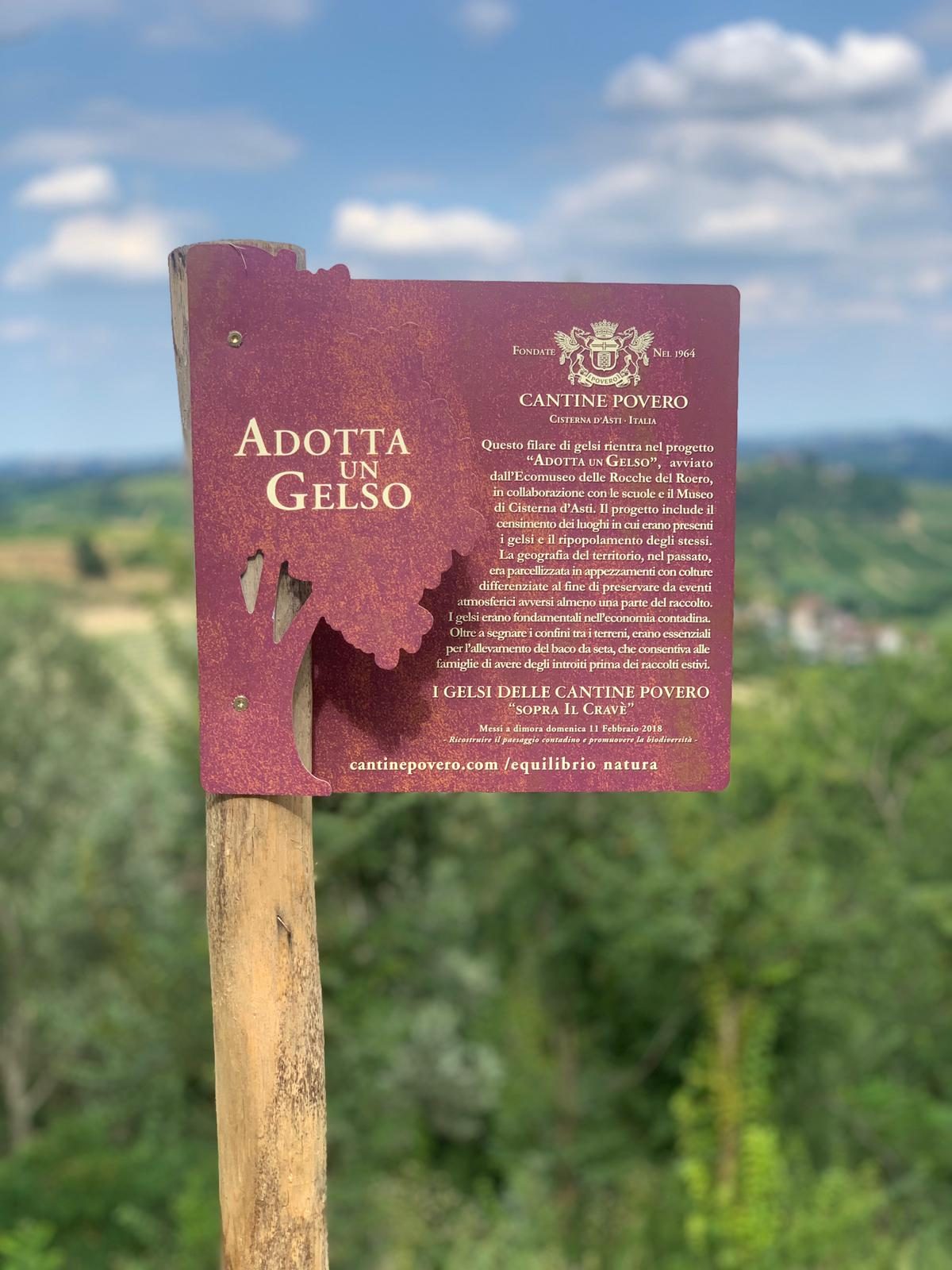 Questo filare di gelsi è stato realizzato dalla ditta Cantine Povero in collaborazione con le scuole di Cisterna d’Asti e l’Associazione Museo Arti e Mestieri di un tempo. Le piante sono nate dai semi raccolti e fatti germogliare dai bambini della scuola dell’infanzia. Rientra nel progetto “Adotta un gelso”, avviato nell’anno scolastico 2011-2012 dall’Ecomuseo delle Rocche del Roero e dalla Rete Museale Roero Monferrato. Finalizzato al censimento dei luoghi in cui erano presenti i gelsi e al ripopolamento degli stessi, per ricreare almeno in parte l’antico paesaggio agrario, nel corso di questi anni il progetto ha coinvolto numerose scuole del Roero. La geografia del territorio, nel passato, era parcellizzata in appezzamenti con colture differenziate. La scelta, da parte dei contadini (in piemontese i particular) di diversificare le produzioni agricole era dettata dall’esigenza di preservare da eventi atmosferici avversi almeno una parte del raccolto. Ecco perché le famiglie contadine possedevano appezzamenti distribuiti su tutto il territorio comunale, anche in zone lontane dall’abitazione. L’accostamento di colture diverse faceva sì che il particular fosse custode, inconsapevole, di un sapere ecologico antico. La presenza ecotoni – le zone di transizione tra due o più realtà biologiche diverse - garantisce, infatti, una varietà di organismi viventi maggiore rispetto alle aree monocolturali. Questo paesaggio agrario era caratterizzato dalla presenza diffusa del gelso, pianta fondamentale nell’economia contadina, usata come termi (confine) tra i terreni, essenziale per l’allevamento del baco da seta, produzione che consentiva alle famiglie di avere degli introiti prima dei raccolti estivi. La nostra ditta ha deciso di aderire al progetto perché finalizzato al recupero della memoria dei luoghi come strumento di riprogettazione del presente e di un futuro più “a misura di bambino”, quindi più adatto anche al mondo degli adulti.