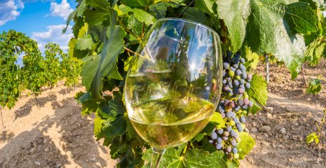 Idea regalo originale visita in cantina con degustazione vini rq1u79jv5lgmaodhc3c3258siplocshsyij4rzpdi8