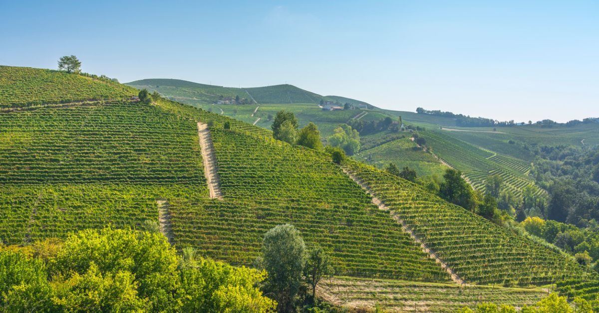 Il Terroir del Nebbiolo