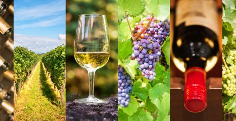 Visita in Cantina nel Monferrato e Roero UnEsperienza Autentica tra Vigne e Tradizione 1